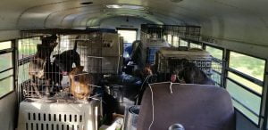 School bus rammed with cats and dogs in carriers during Hurricane Florence