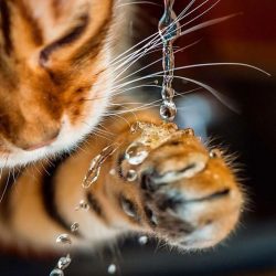 Picture of water resistant cat fur