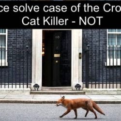 Police solve case of Croydon cat killer NO