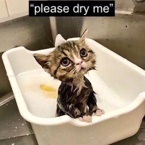 Sad kitty in bath