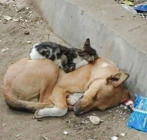 Sad and tender picture of a street cat sleeping on a street dog
