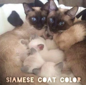 Siamese coat color
