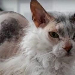 Pictures of Sphynx hybrid