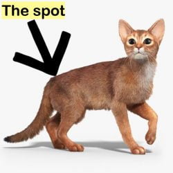 Spot at base of tail