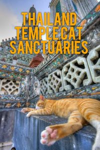 Thailand temple cat sanctuaries