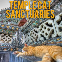 Thailand temple cat sanctuaries