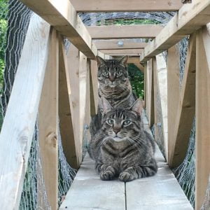 The cats who enjoy a wonderful outdoor tree house and climber