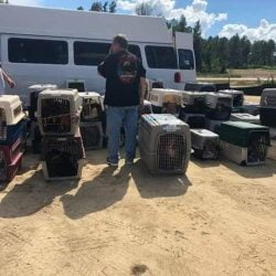 Lucky Dog Animal Rescue