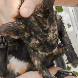 Video of cat rescue Hurricane Florence