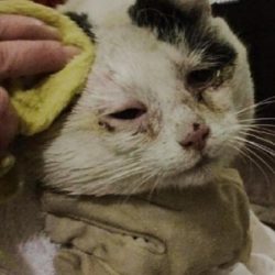 Cat deserves respect