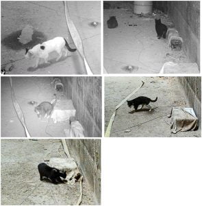 The cats studied