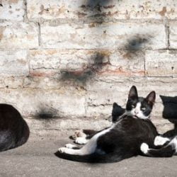Feral cats - a family