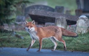 Foxes and cats coexist