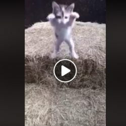 Kitten failed leap