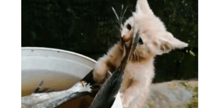 Cute video of kitten wrestling with large fish | PoC
