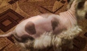 Picture of Sphynx hybrid