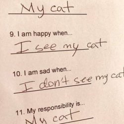 The life of a cat lover and owner