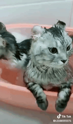 Two cats in a bath