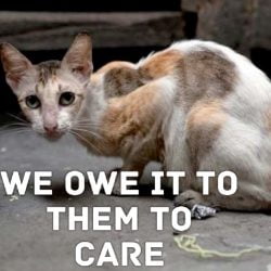 We have a duty to care for feral cats