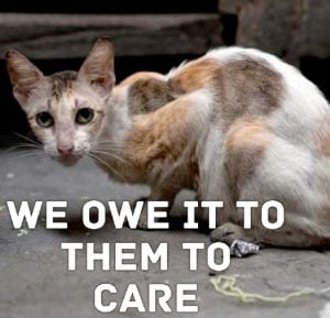 We have a duty to care for feral cats