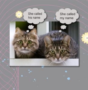 Domestic cats know the sound of their names