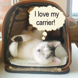 Cat loves carrier