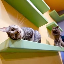 FIP awareness advocate builds an indoor playground for his 24 cats