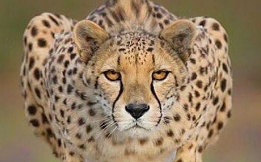 Cheetah black tear lines