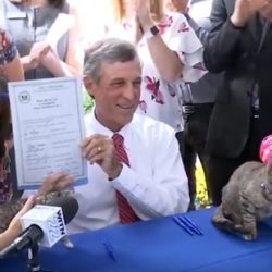 Gov. John Carney signs feral cat protection bill into law
