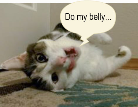 Do my belly