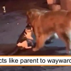 Dog acts like parent to wayward child