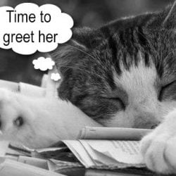 Domestic cats have an internal clock