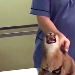 Hissing caracal at veterinarian