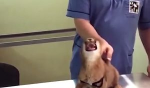 Hissing caracal at veterinarian