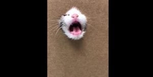 Kitten plays the fool in cardboard box