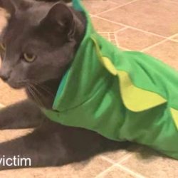 Kitty killed and mutilated