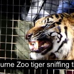Melbourne zoo tiger Flehmen response