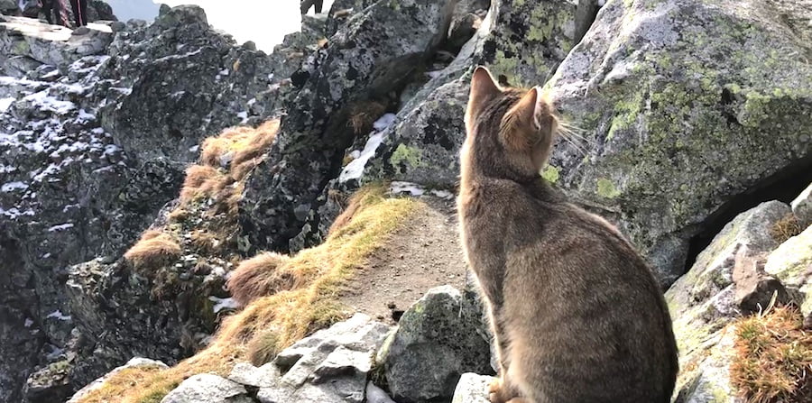 Mountaineering domestic cat