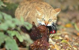 Pheasant killing cats banned from Sandringham estate by order of the Queen