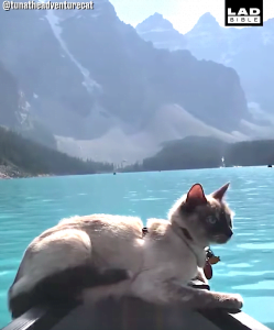 Siamese cat in harness on a boat