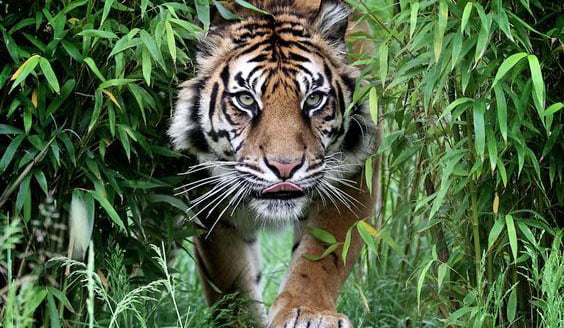 Sumatran tiger by Brookshaw photography