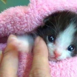 Teenage boys drowned a kitten like this