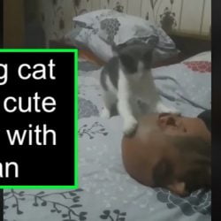 Young cat plays cute game with man