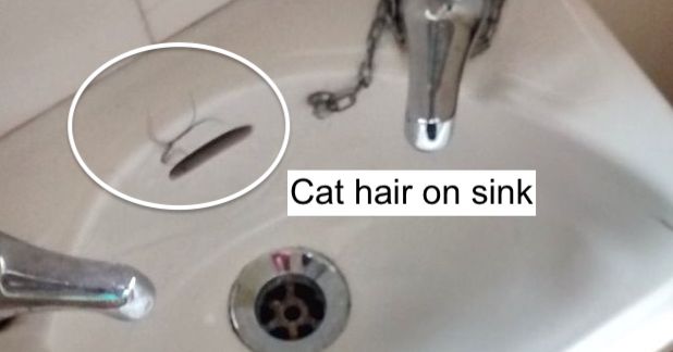 Cat hair on sink