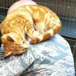 Cat keen to be adopted