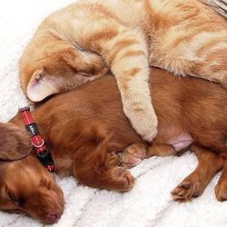 Cat loves dog and dog loves cat