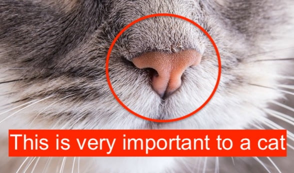 Cat nose and sense of smell