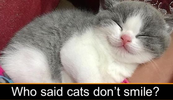 Cat smile or feline anatomy?