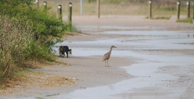 Cat stalking bird Galveston