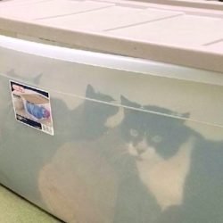 Dumped cats in container
